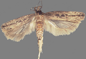 Tecia solanivora detectada em Espanha